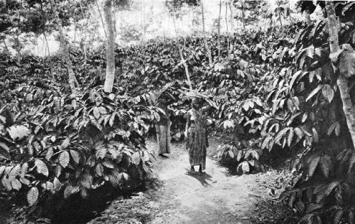 Road Through a Coffee Estate in East Java