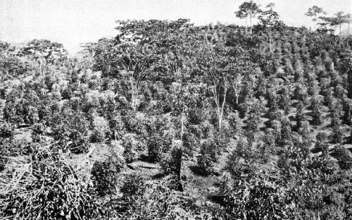 Coffee Estate in the Mountains of Costa Rica