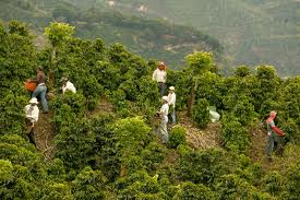 Khu vực Trung Mỹ sẽ bị mất 1 triệu việc làm trong ngành cà phê do bệnh nấm