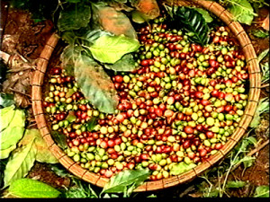 Xuất khẩu cà phê: Đã xuất khẩu khoảng 133.000 tấn cà phê trong tháng 4