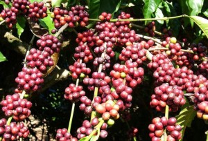 Ấn Độ : Xuất khẩu cà phê giảm 10%