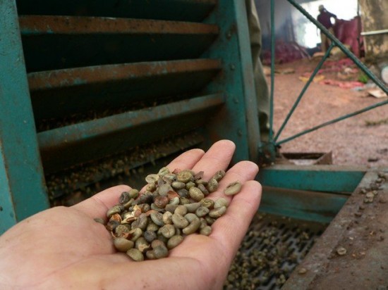 Theo Bộ Nông nghiệp, trong ngành cà phê, hiện các doanh nghiệp FDI đã thu mua đến gần 60% tổng sản lượng cà phê của cả nước, tương đương 600.000 tấn mỗi năm. Ảnh: Trần Sơn