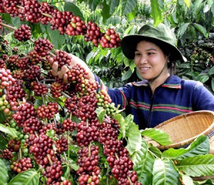 Sản lượng cà phê của Việt Nam năm tới sẽ cao kỷ lục